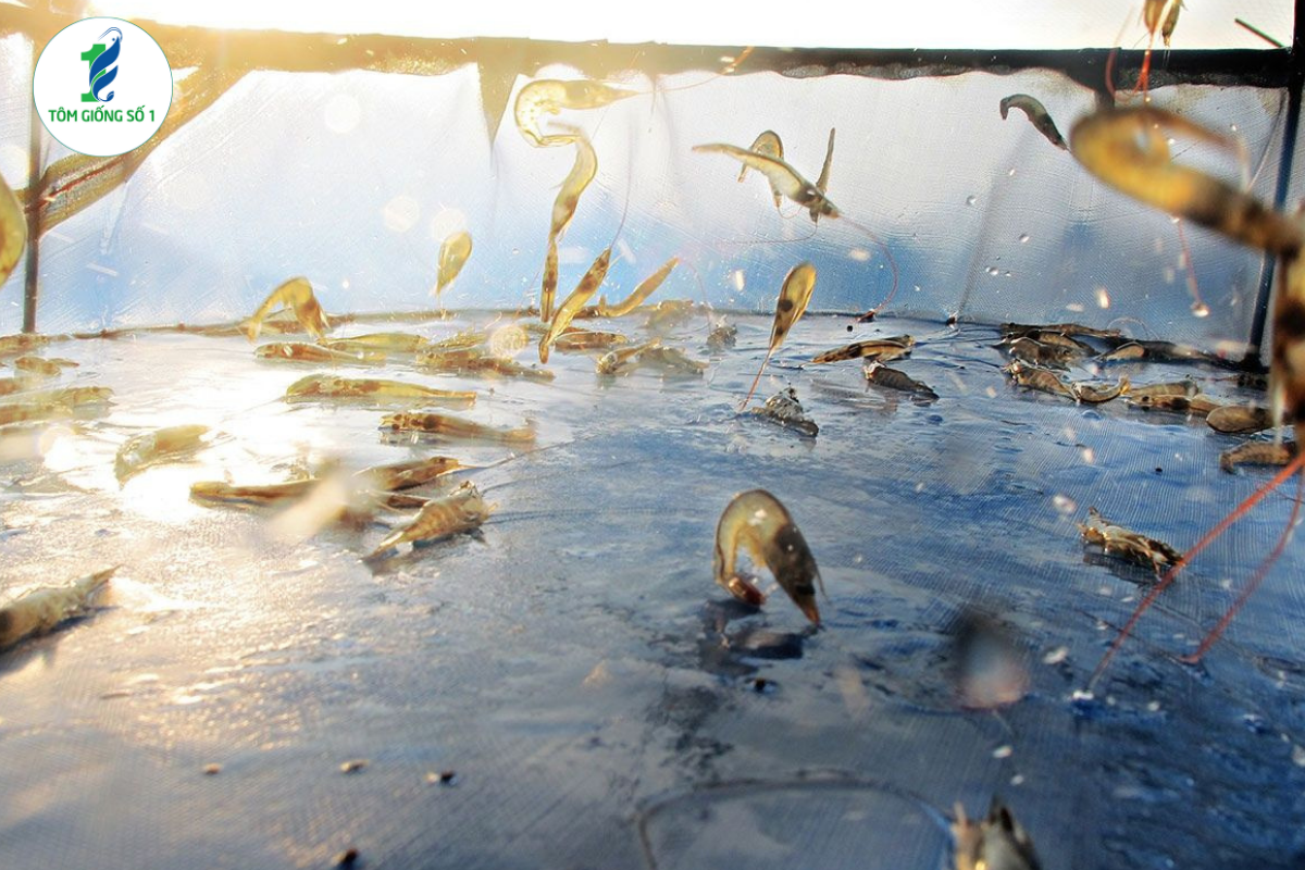 Nên mua tôm giống xa hay gần trại nuôi? 