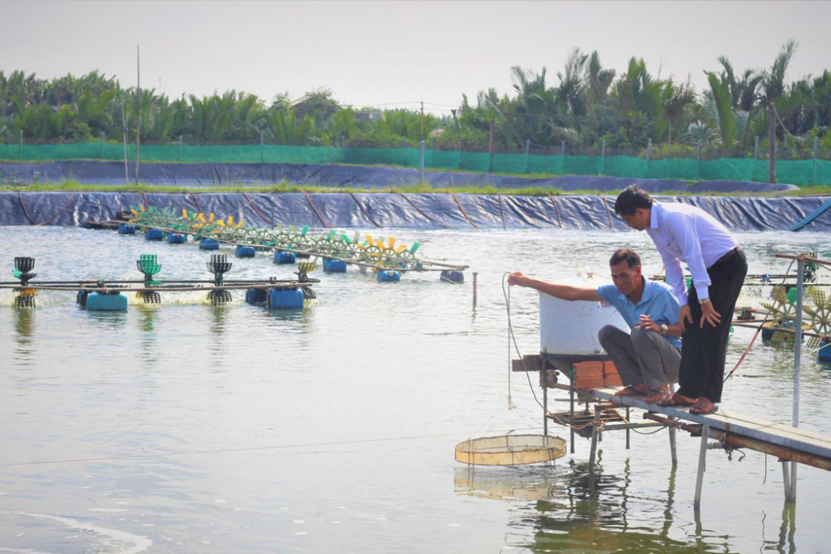 Bệnh trên tôm - Tôm Giống Số 1