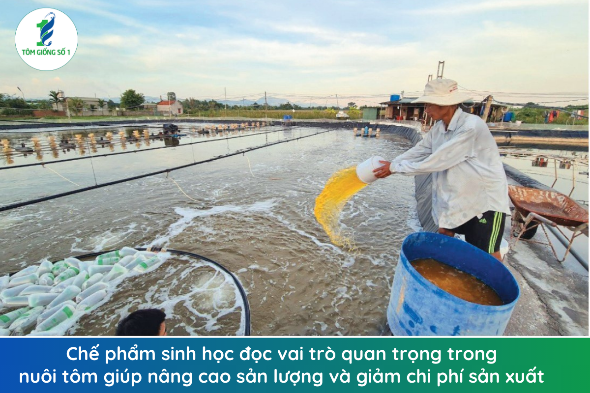 Chế Phẩm Sinh Học - Giúp Nuôi Tôm Hiệu Qủa 