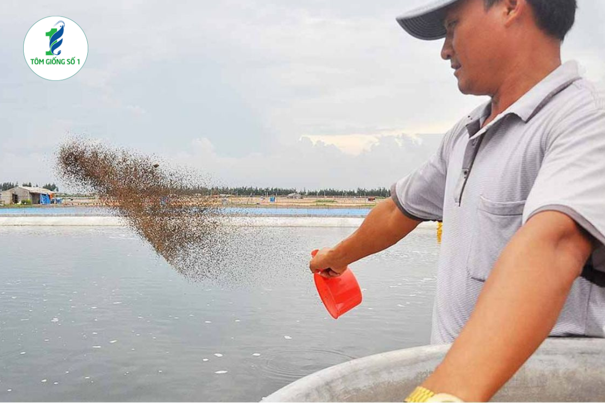 Cho Tôm Ăn Hiệu Quả - Tôm Giống Số 1