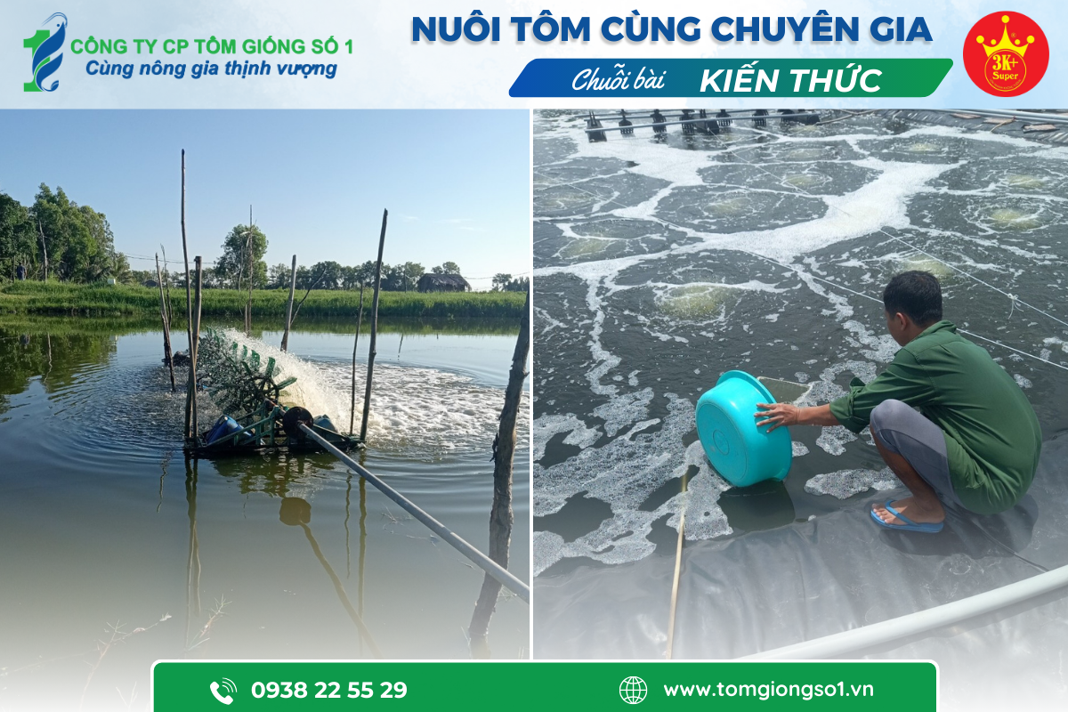 Tôm giống số 1