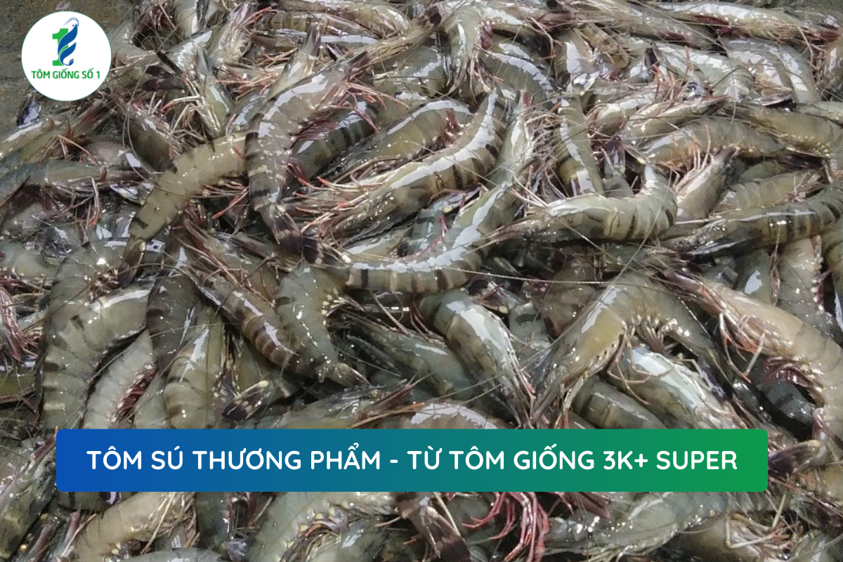 Kỹ Thuật Nuôi Tôm Sú - Tôm Giống Số 1