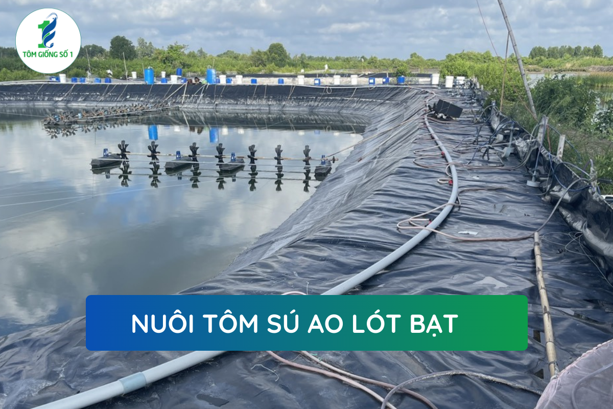 Kỹ Thuật Nuôi Tôm Sú - Tôm Giống Số 1