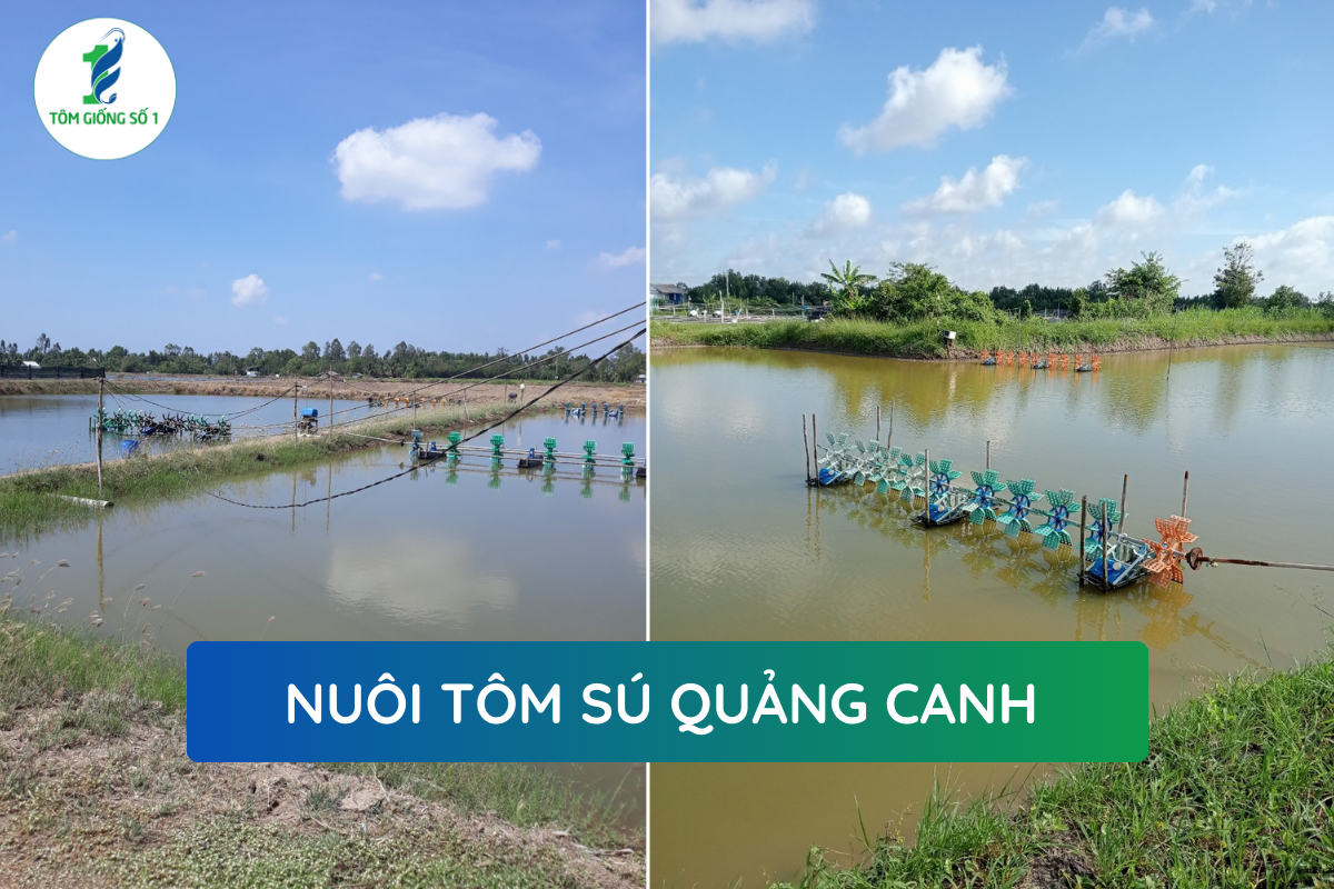 Kỹ Thuật Nuôi Tôm Sú - Tôm Giống Số 1