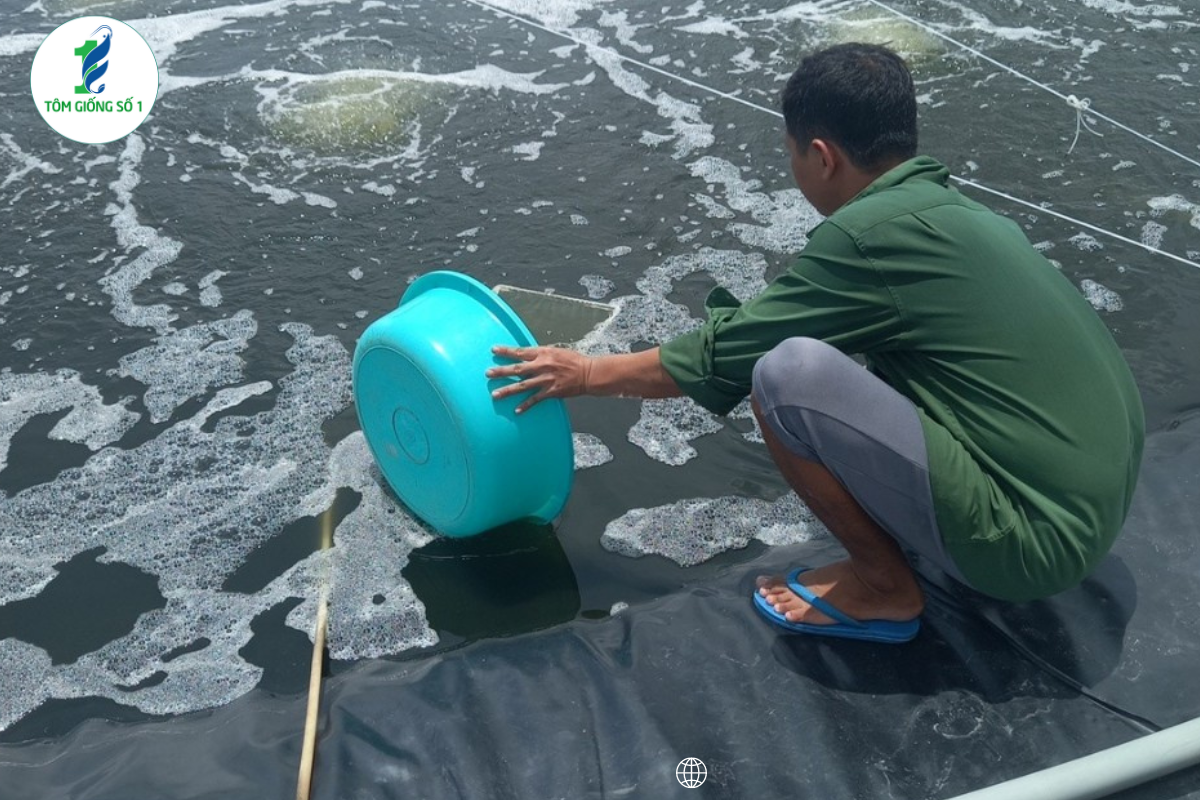 Kỹ Thuật Nuôi Tôm Sú - Tôm Giống Số 1