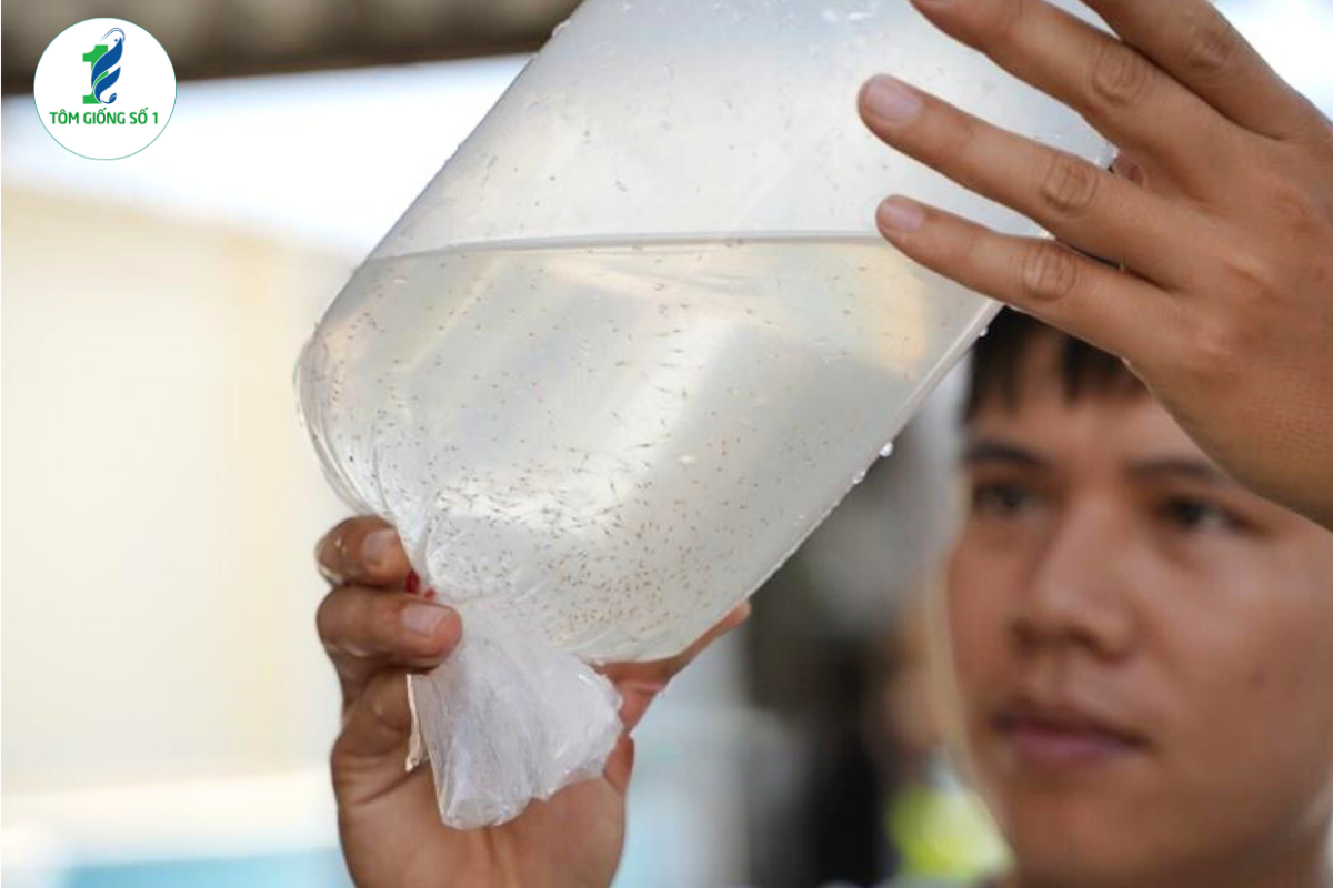 Nên mua tôm giống xa hay gần trại nuôi? 