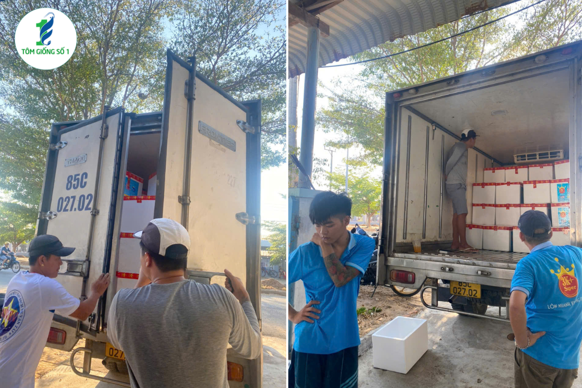 Nên mua tôm giống xa hay gần trại nuôi? 