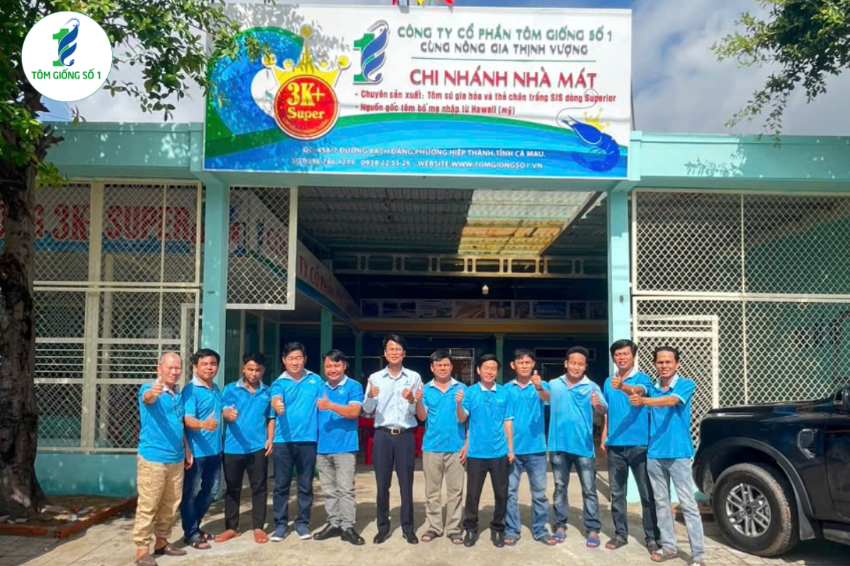 Nuôi tôm sú quảng canh và tôm sú thâm canh