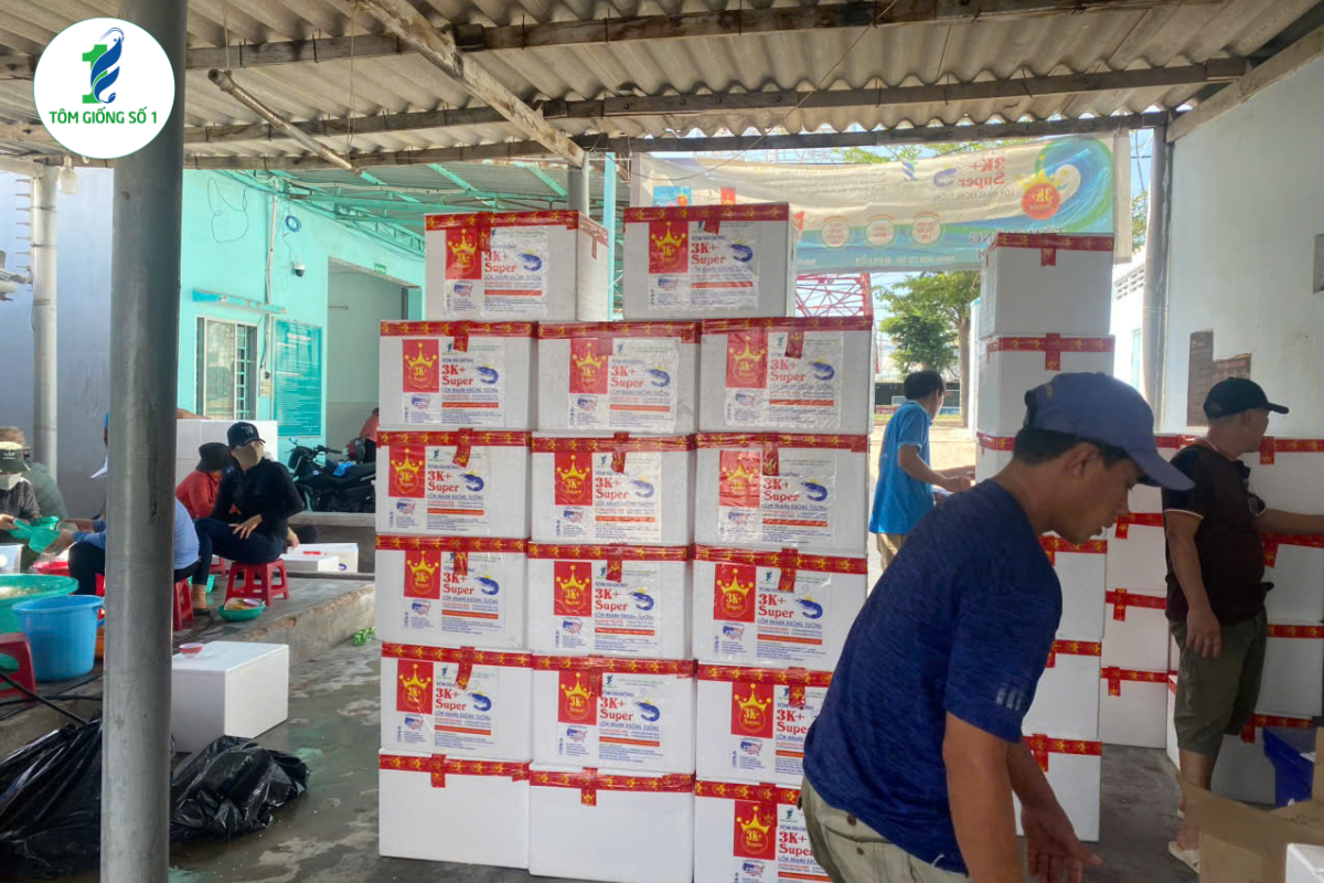 Nên mua tôm giống xa hay gần trại nuôi? 