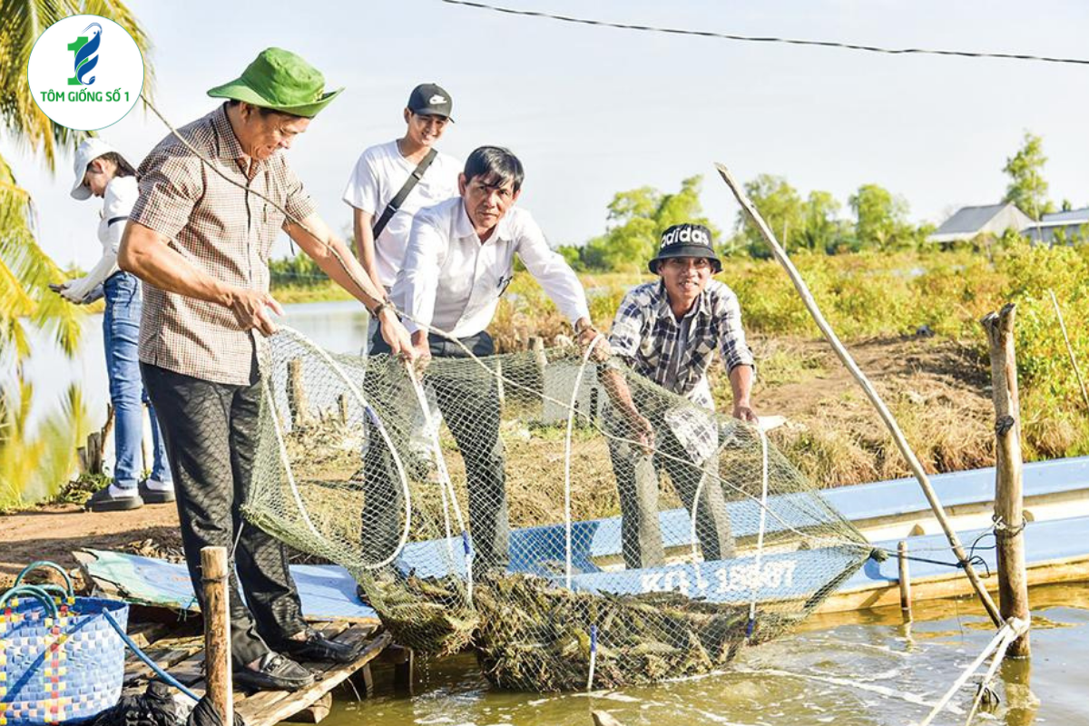 Nuôi tôm giống thế hệ mới - Tôm giống số 1