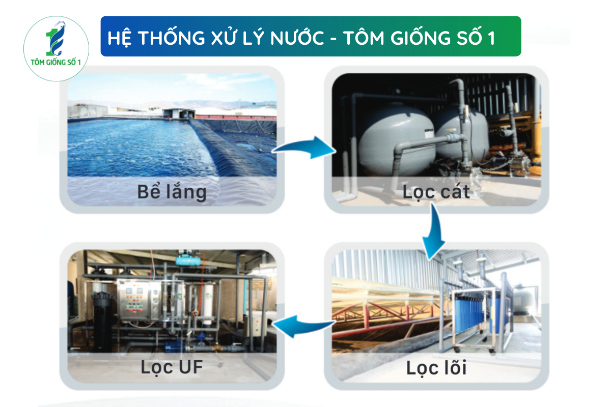 Quy trình sản xuất tôm giống 3K+ Super thế hệ mới