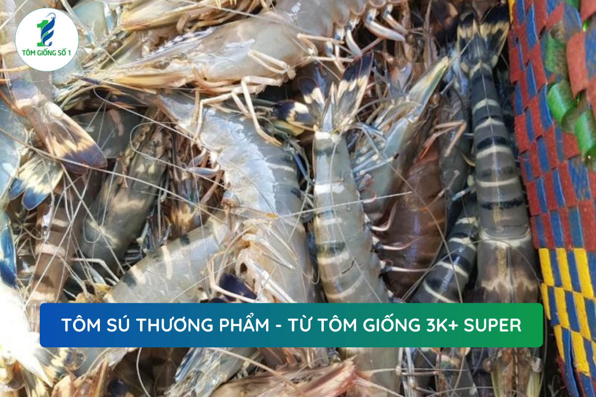 Tối Đa Năng Suất Từ Tôm Giống Số 1