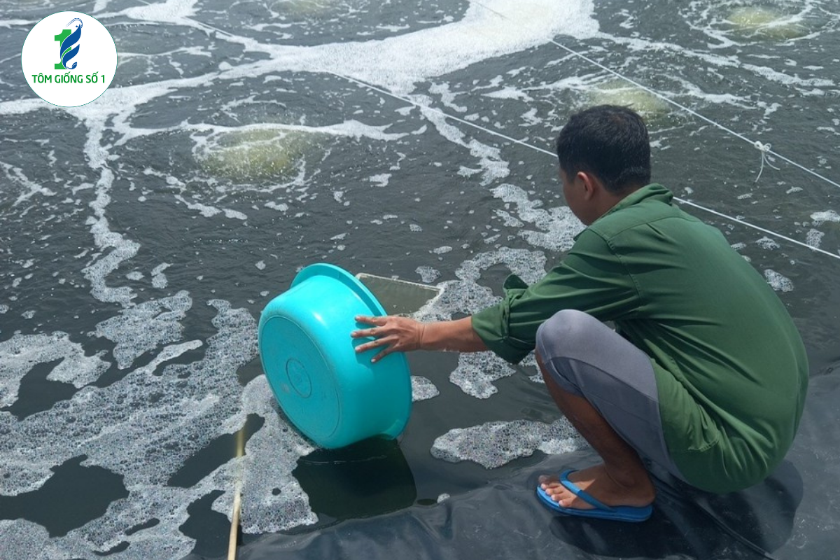 7 Sai Lầm Khiến Tôm Giống Chết Sau 3 Ngày Đầu