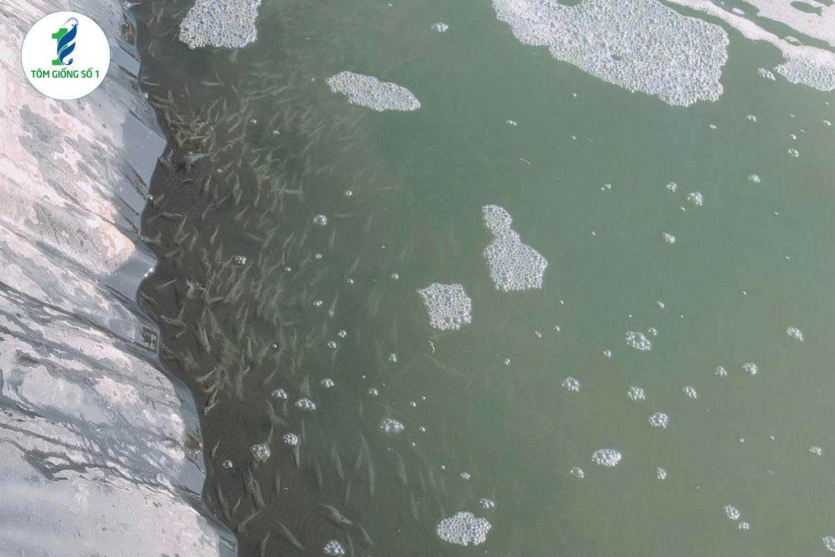 7 Sai Lầm Khiến Tôm Giống Chết Sau 3 Ngày Đầu