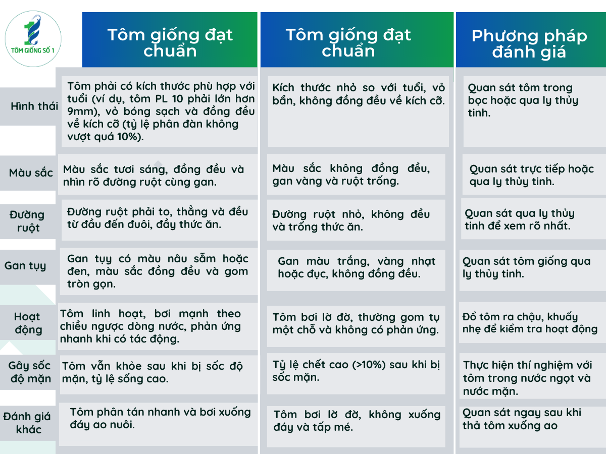 Tôm Giống Đạt Chuẩn - Tôm Giống Số 1