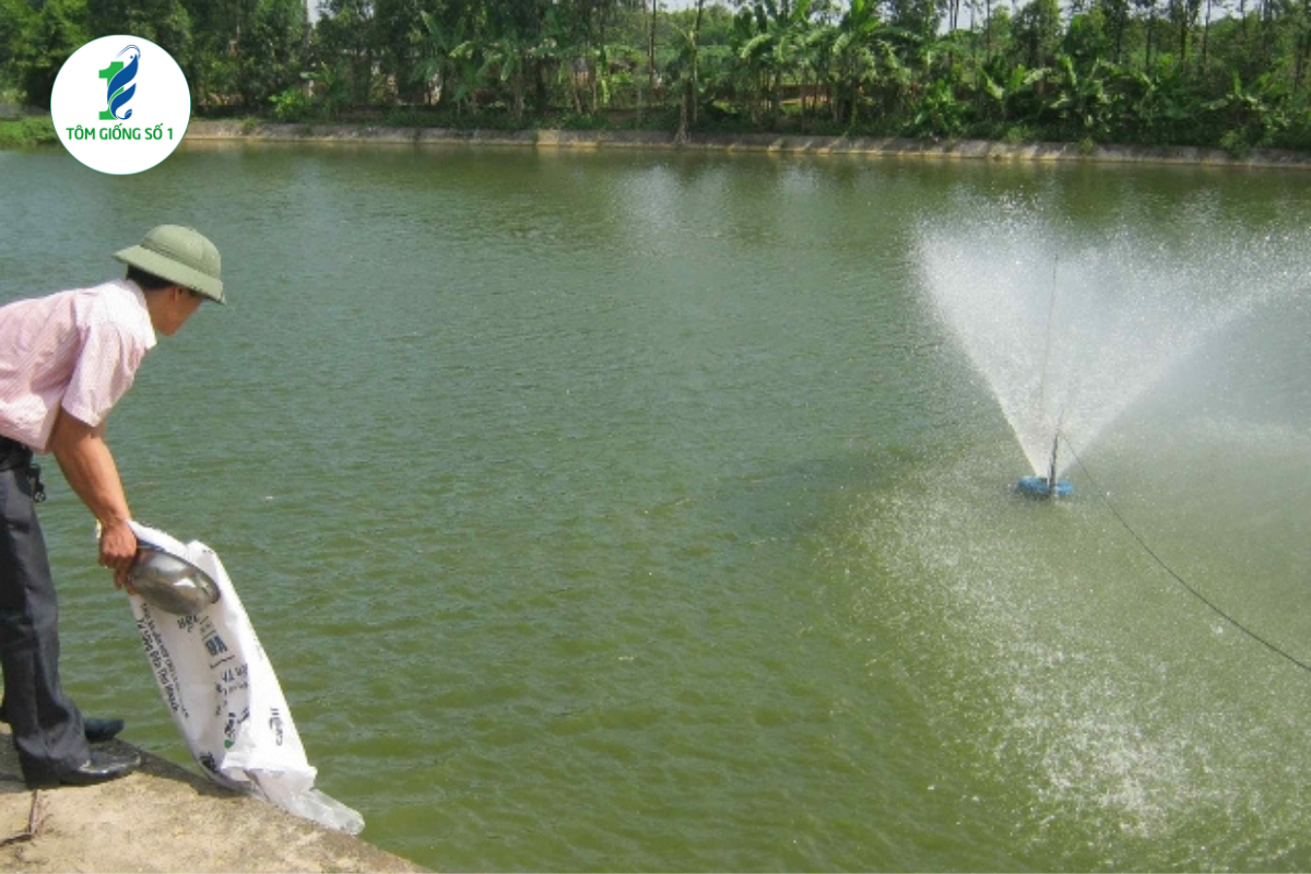 Vì Sao Tôm Giống Khỏe Nhưng Vẫn Hao Hụt Cao? 