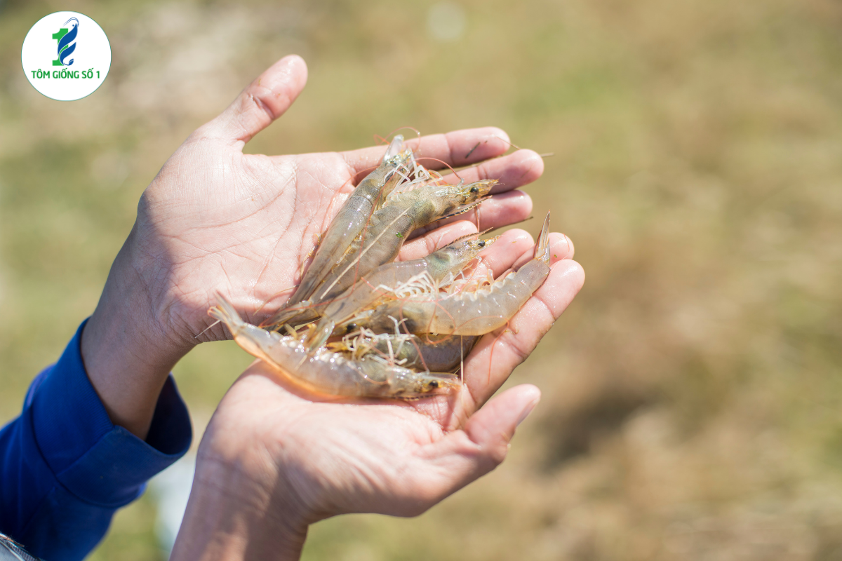 Vì Sao Tôm Giống Khỏe Nhưng Vẫn Hao Hụt Cao? 
