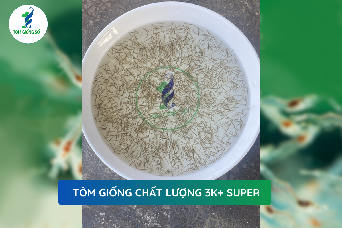 Tôm Giống Nuôi Năng Suất - Tôm Giống Số 1