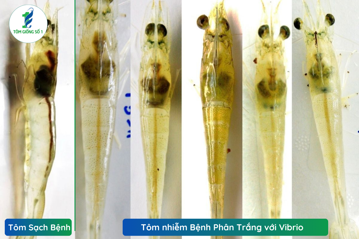 Tôm giống sạch bệnh - Tôm giống số 1