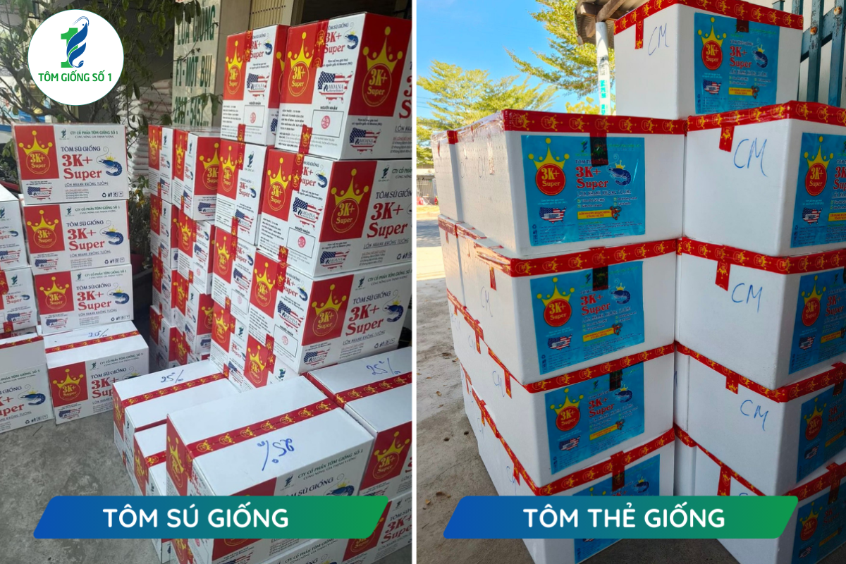 Tôm giống sạch bệnh - Tôm giống số 1