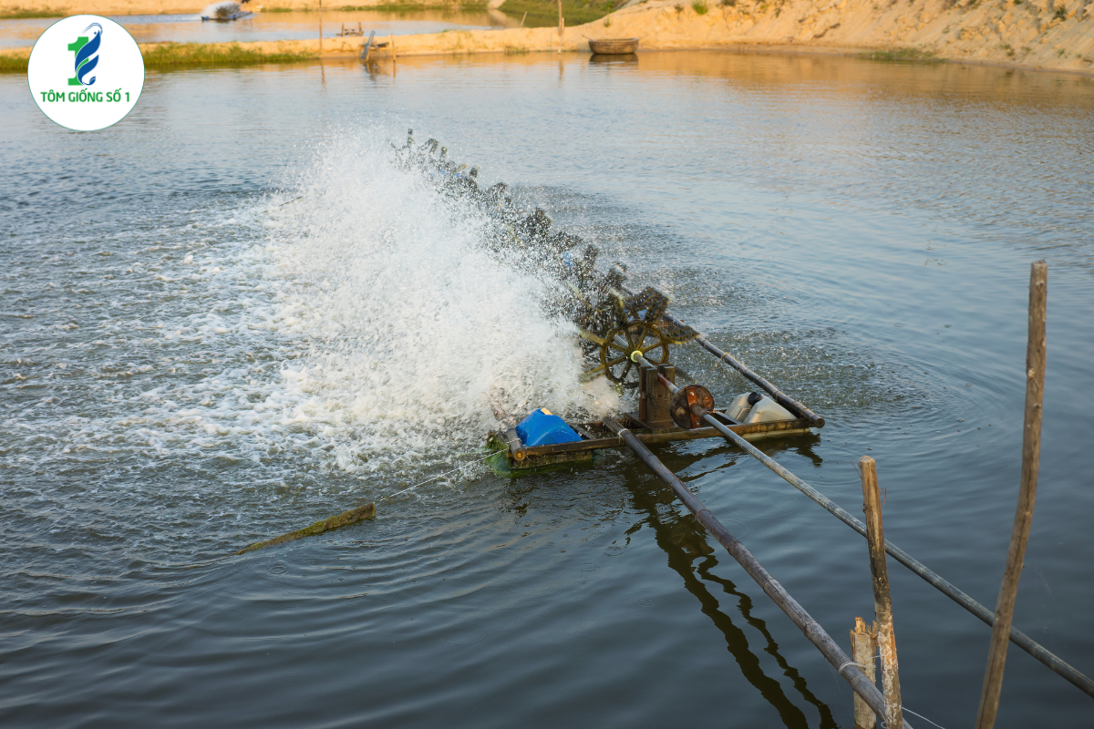 Tôm Giống Số 1