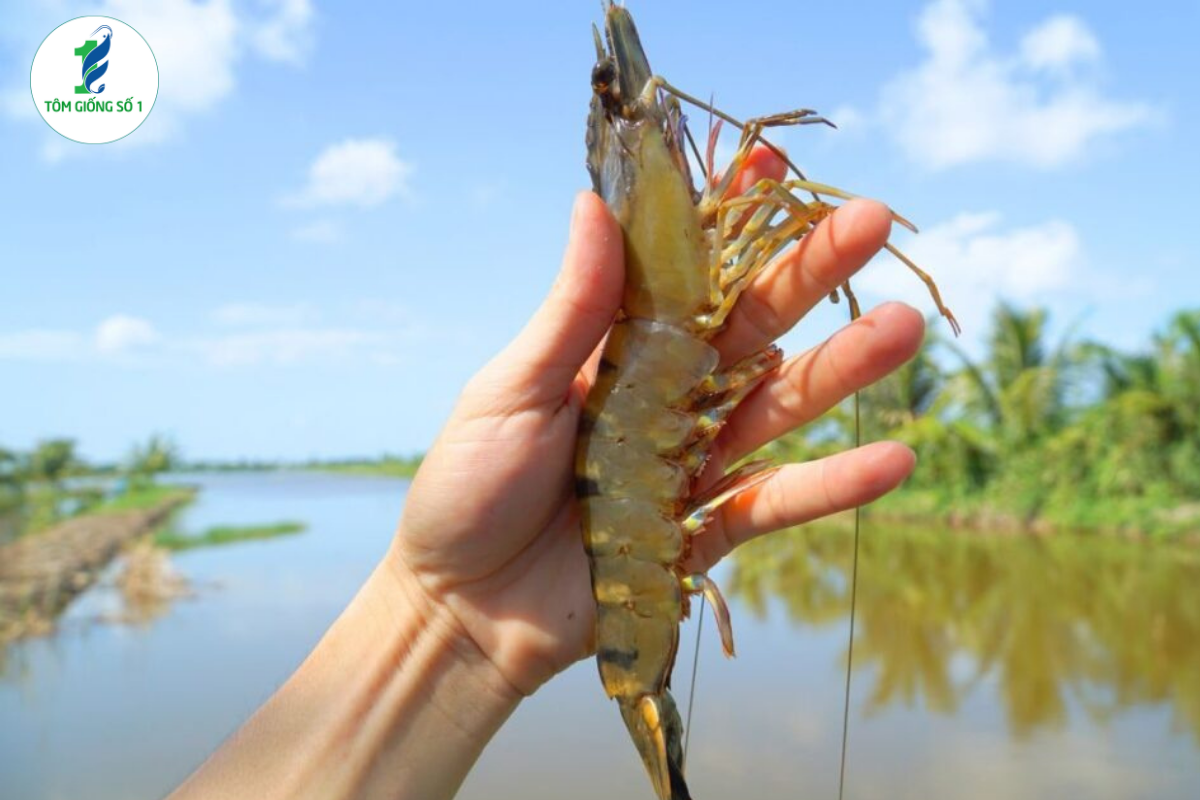 Xu Hướng Xanh Hóa Vùng Nuôi Tôm Là Gì?