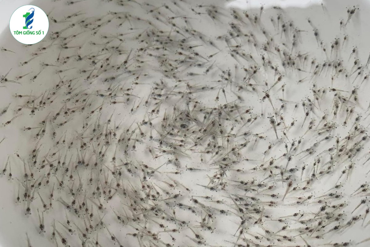 Xu Hướng Xanh Hóa Vùng Nuôi Tôm Là Gì?