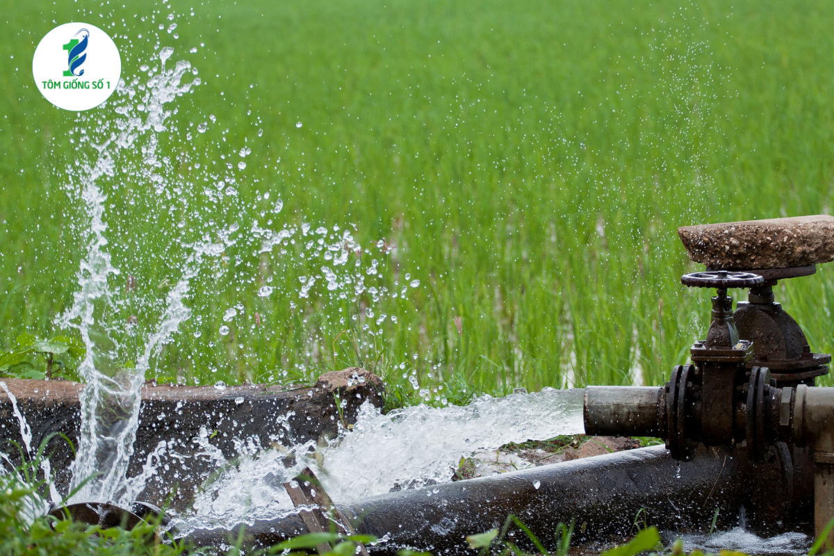 Xu Hướng Xanh Hóa Vùng Nuôi Tôm Là Gì?